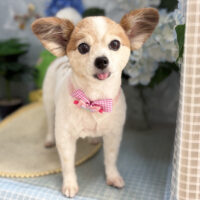 【本店】2026年6月4日のワンちゃん達♪