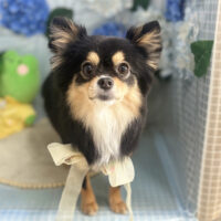 【本店】2026年6月18日のワンちゃん達♪