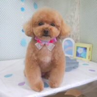 【山手店】2026年6月1日のワンちゃん達♪