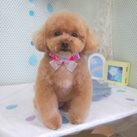 【山手店】2026年6月1日のワンちゃん達♪