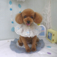 【山手店】2025年6月7日のワンちゃん達♪