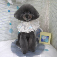 【山手店】2026年6月12日のワンちゃん達♪