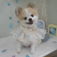 【山手店】2026年6月13日のワンちゃん達♪