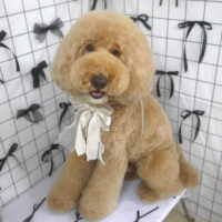 【山手店】2026年6月26のワンちゃん達♪
