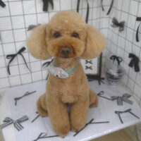 【山手店】2026年6月28日のワンちゃん達♪