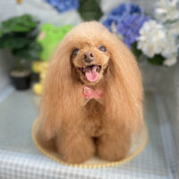 【本店】2026年6月6日のワンちゃん達♪