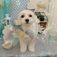 【池下店】2026年7月4日のワンちゃん達♪