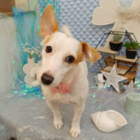 【池下店】2026年7月9日のワンちゃん達♪