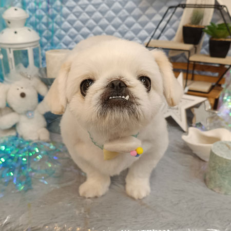 【池下店】2026年7月11日のワンちゃん達♪