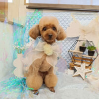 【池下店】2026年7月12日のワンちゃん達♪