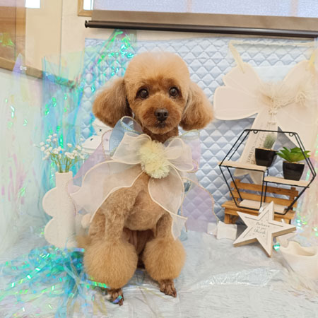 【池下店】2026年7月12日のワンちゃん達♪
