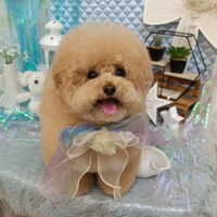 【池下店】2026年7月13日のワンちゃん達♪