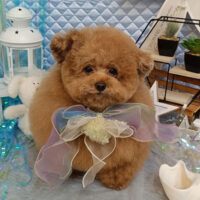 【池下店】2026年7月16日のワンちゃん達♪