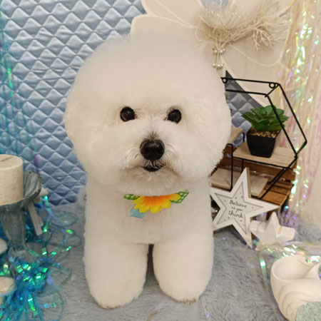【池下店】2026年7月24日のワンちゃん達♪