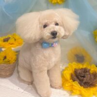 【星ヶ丘店】2026年7月5日のワンちゃん達
