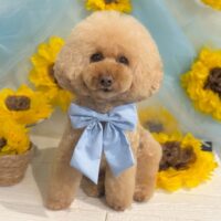【星ヶ丘店】2026年7月6日のワンちゃん達♪