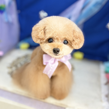 【本店】2026年7月13日のワンちゃん達♪