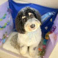 【本店】2026年7月16日のワンちゃん達♪