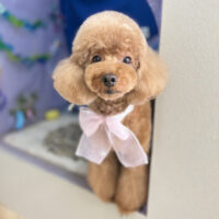 【本店】2026年7月17日のワンちゃん達♪
