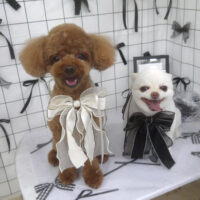【山手店】2026年7月4日のワンちゃん達♪