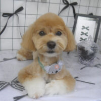 【山手店】2026年7月5日のワンちゃん達♪