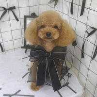 【山手店】2026年7月11日のワンちゃん達♪