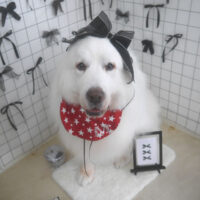 【山手店】2026年7月17日のワンちゃん達♪