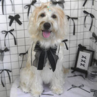 【山手店】2026年7月27日のワンちゃん達♪