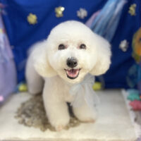 【本店】2026年7月11日のワンちゃん達♪