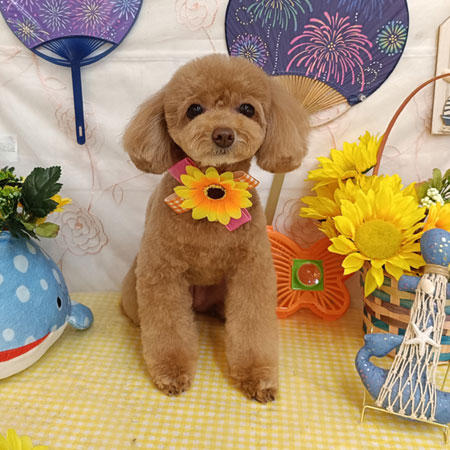 【池下店】2026年8月8日のワンちゃん達♪
