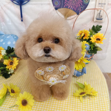 【池下店】2026年8月17日のワンちゃん達♪