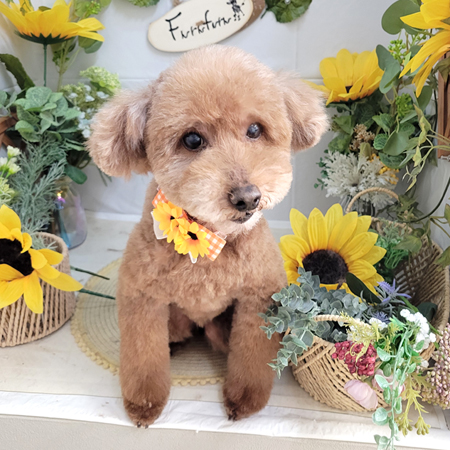 【本店】2026年8月8日のワンちゃん達♪