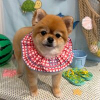 【星ヶ丘店】2026年8月22日のワンちゃん達♪