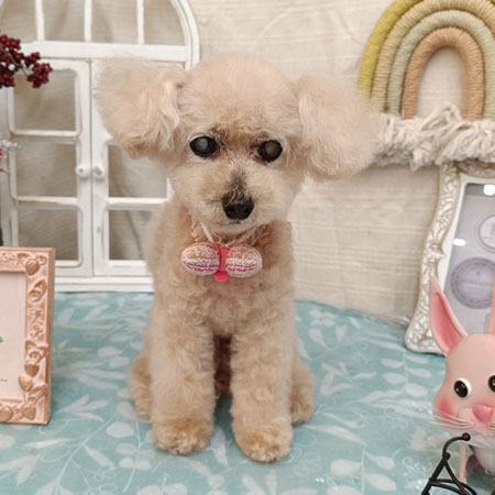 池下店】2026年9月19日のワンちゃん達♪ - 犬のトリミングサロン＆スパ