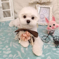 【池下店】2026年9月19日のワンちゃん達♪