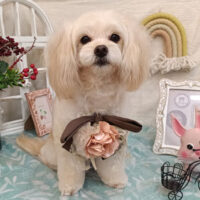 【池下店】2026年9月21日のワンちゃん達♪