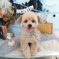 【池下店】2026年9月25日のワンちゃん達♪
