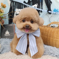 【池下店】2026年9月27日のワンちゃん達♪