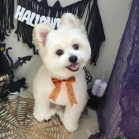 【本店】2026年9月28日のワンちゃん達♪