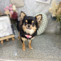 【本店】2026年9月21日のワンちゃん達♪