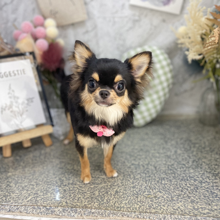 【本店】2026年9月21日のワンちゃん達♪