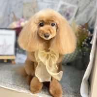 【本店】2026年9月20日のワンちゃん達♪