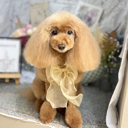 【本店】2026年9月20日のワンちゃん達♪