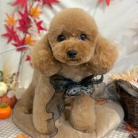 【星ヶ丘店】2026年9月12日のワンちゃん達♪