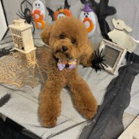 【星ヶ丘店】2026年9月26日のワンちゃん達♪