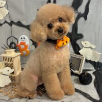 【星ヶ丘店】2026年9月27日のワンちゃん達♪