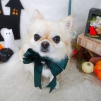 【山手店】2026年9月28日のワンちゃん達♪