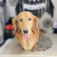 【本店】2026年9月27日のワンちゃん達♪