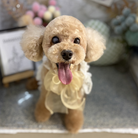 【本店】2026年9月14日のワンちゃん達♪