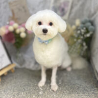 【本店】2026年9月13日のワンちゃん達♪